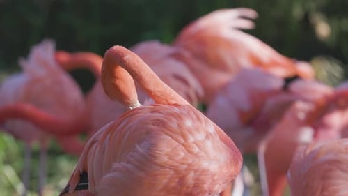 Flamencos rosados de cerca
