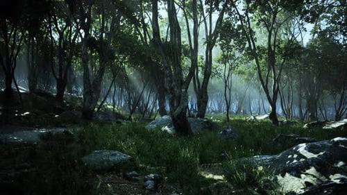 Creepy Mystic Magic Deep Forest