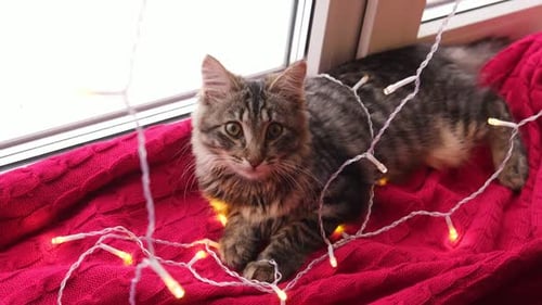 Cute Kitten Lying Near Christmas Lights on Blanket