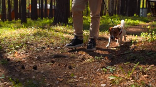 Happy active dog on a leash running on a forest path