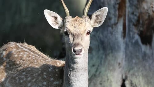Close-Up Portrait of Whitetail Deer