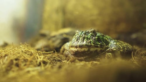 Thick, striped toad, frog close-up.