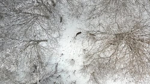 Aerial drone view of deer roaming a snow covered forest, searching for food among tree branches in a