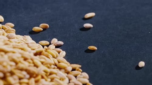 Close Up Yellow Wheat Closeup Lies on Black and Blue Background Ukrainian Culture Light Protein Food