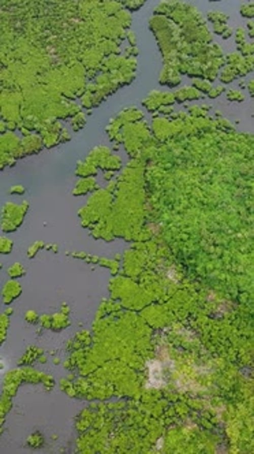 Mangrove Forest with Winding Water Channels Siargao Philippines