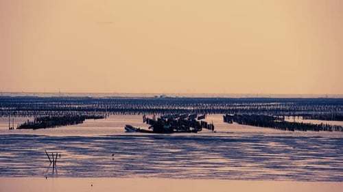 Fischer fahren kleine Boote, um die gezüchteten Austern in der Abenddämmerung zu inspizieren.