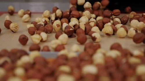 Closeup of Hazelnuts the Girl Lays Them Out with Her Hands in a Baking Dish