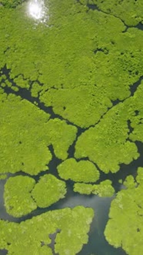 Mangrove Network with Narrow Waterways and Green Canopy Siargao Philippines