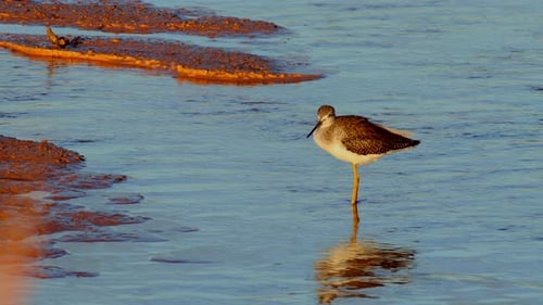 Sandpiper Standing in Water at Sunrise