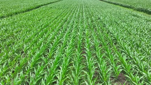 Aerial drone view of a vibrant corn field.