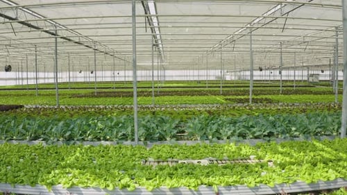 Lush Lettuce Growing in Modern Greenhouse, Dolly Shot
