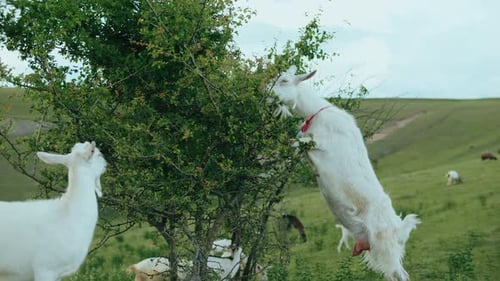 White Goats Eat Leaves From the Tree on Farm Hills Goats Grazing on the Green Field