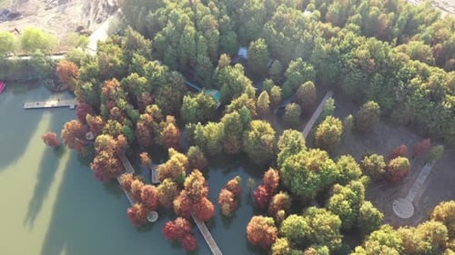 Autumn forest