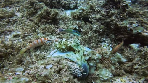 Beautiful octopus changing colours and probing the reef with its tentacles.