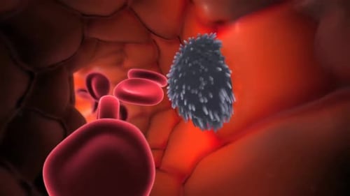 Medical Animation of Red Blood Cells and Pathogen in Bloodstream