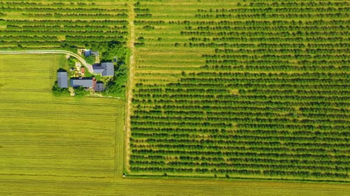 Beautiful Aerial View of Green Agricultural field on Sunrise. Drone flying over harvest crops Amazin