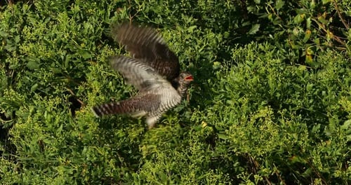 Juvenil Common cuckoo , the Camargue, France