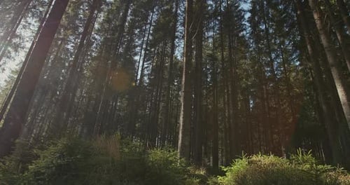 Beautiful Sun Rays in the Morning Pine Carpathian Forest
