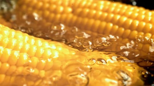 Yellow Corn on the Cob Boiling in Water