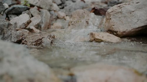 Pure Fresh Water Stream In Mountains Clean Water River Flowing