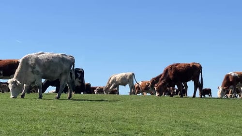 A large group of cows eating grass as they cross a grass field with a blue sky in the background.