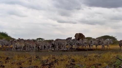 Massive Zebra Herd Migration with Elephant in African Plains Wilderness