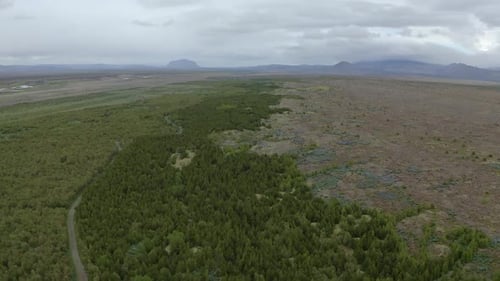 Areal forward over new forest plantation on edge of a desert in Iceland