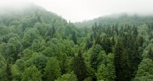 Coniferous Green Forest Covered With Mist Near Bakuriani, Georgia. - aerial