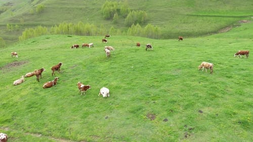 Flying above Grazing Cows, Livestock in a Green Meadow, Pasture Aerial View