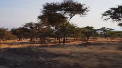 Handheld view from a moving safari vehicle captures the vast savannah and lush vegetation of