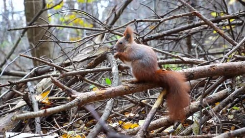 Wild Fluffy Squirrel Sitting at Wooden Branch Gnawing Nuts at Forest Cute Brown Rodent Eating Found