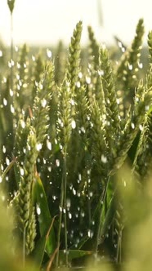 Focused close up view of growing green wheat on agricultural field, it is raining, drops of water