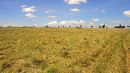 African Savannah Plains with Distant Trees and Blue Sky