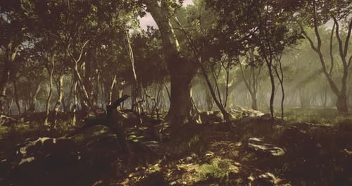 Enchanted Forest Bathed in Golden Light Offers a Magical Escape for All