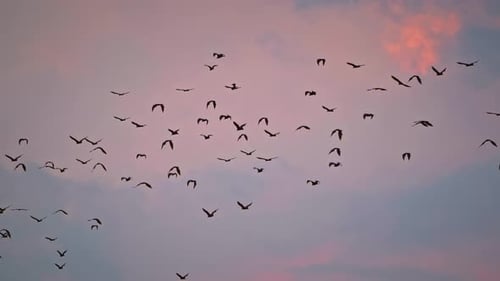 Flock of Birds Flying at Sunset