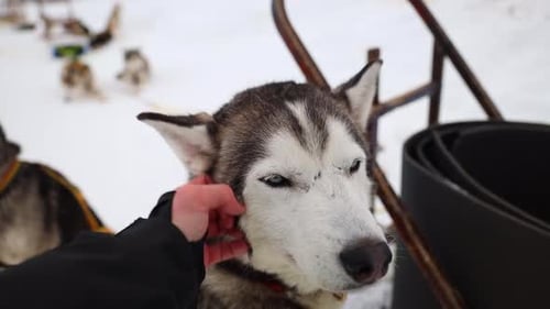 A Man Petting a Husky Sled Dog, Slow Motion Close Up