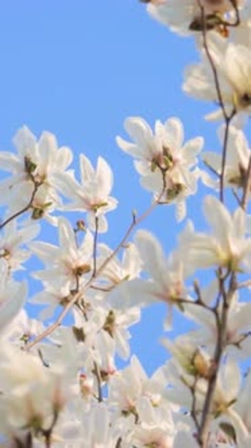 Vertical View Of Cherry blossoms
