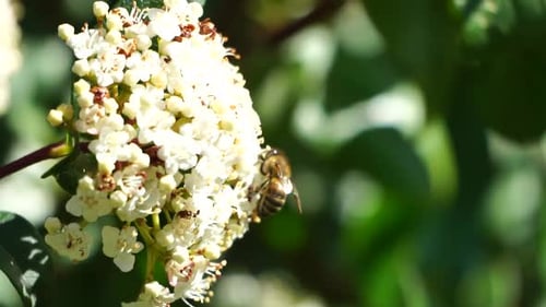 Bees on Spring White Flowers European Honey Bee on White Flowers Collect Pollen and Pollinates White