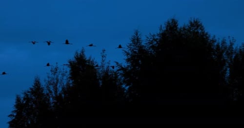 Gewöhnlicher Kranich oder Grus Grus