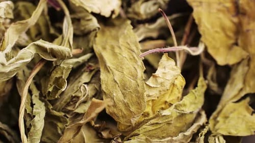 Close-up of Dried Golden-Green Leaves