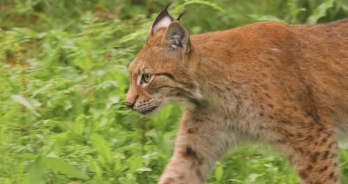 The Eurasian lynx (Lynx lynx) in the forest.