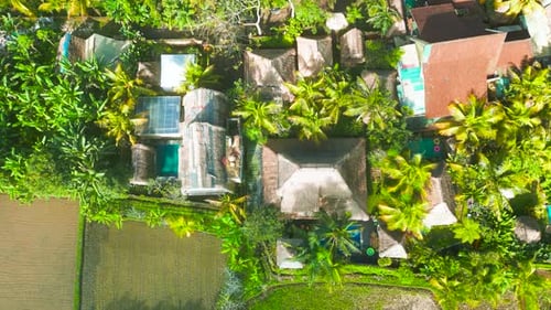 Lush Green Young Rice Fields Surround Traditional Houses in Ubud Showcasing the Serene Rural
