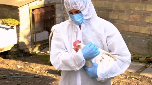 Person in Hazmat Suit Holding White Chicken