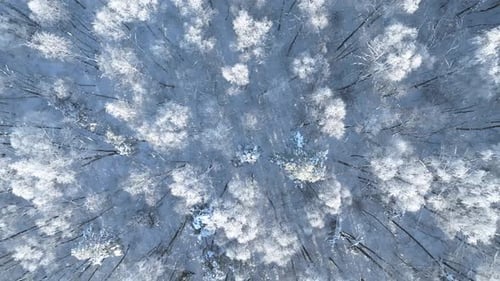 Wald im Schnee