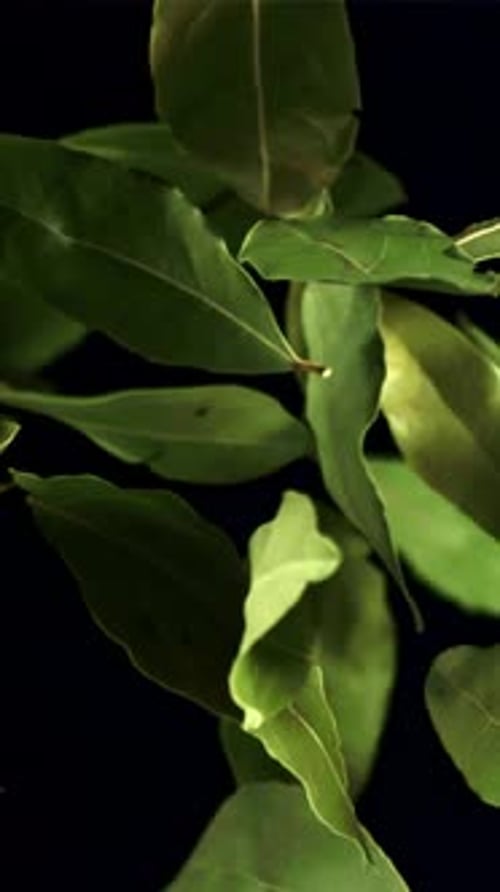 Bay Leaf Flies Up and Falls Filmed is Slow Motion 1000 Fps