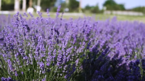 Lavender Field Close Up Blooming Flowers
