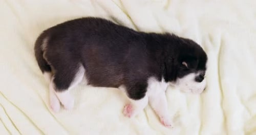 Sleeping Puppy Resting on a Soft Blanket