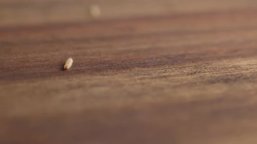Moth Larva Moving Forward By Crawling On Wooden Surface. - close up shot