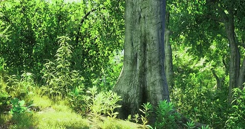 Dynamic Sunlight Moving Through a Green Forest Scene