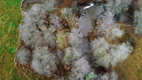 Vue aérienne relaxante depuis une petite rivière qui coule entre des arbres blancs.